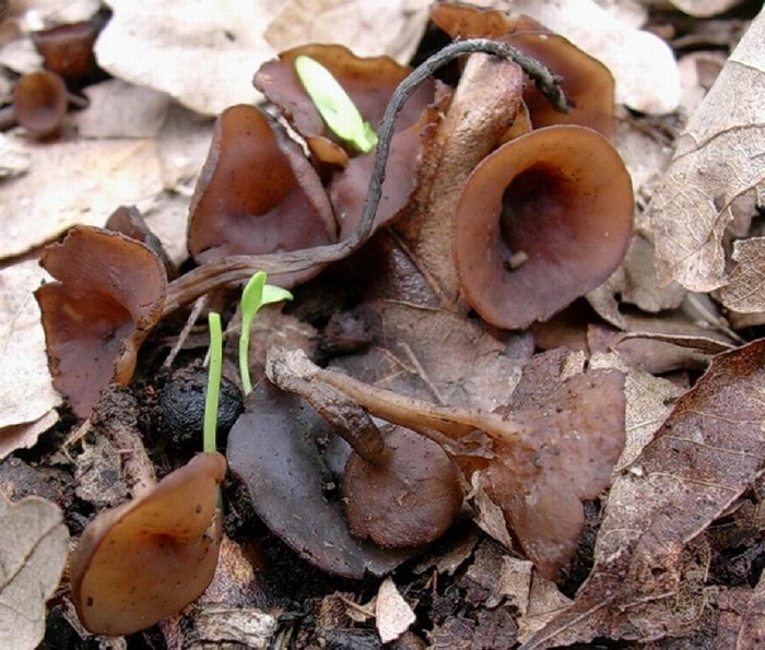 995 Aprile vecchio ritrovamento